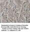 TIMP Metallopeptidase Inhibitor 4 antibody, MBS416170, MyBioSource, Immunohistochemistry frozen image 