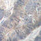 Eukaryotic Translation Initiation Factor 2 Alpha Kinase 2 antibody, AP0340, ABclonal Technology, Immunohistochemistry paraffin image 