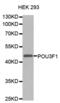 POU Class 3 Homeobox 1 antibody, abx000912, Abbexa, Western Blot image 