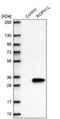 Rhophilin Associated Tail Protein 1 Like antibody, NBP2-47299, Novus Biologicals, Western Blot image 