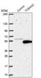 Transcription Elongation Factor A N-Terminal And Central Domain Containing antibody, PA5-51500, Invitrogen Antibodies, Western Blot image 