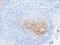 Complement C3d Receptor 2 antibody, LS-C744462, Lifespan Biosciences, Immunohistochemistry frozen image 