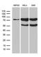 Ring Finger Protein, LIM Domain Interacting antibody, MA5-27516, Invitrogen Antibodies, Western Blot image 