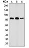 Component Of Inhibitor Of Nuclear Factor Kappa B Kinase Complex antibody, GTX55094, GeneTex, Western Blot image 