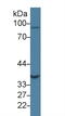 Glutaredoxin 3 antibody, LS-C294240, Lifespan Biosciences, Western Blot image 