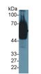 Golgi Membrane Protein 1 antibody, LS-C303733, Lifespan Biosciences, Western Blot image 