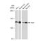 Period Circadian Regulator 3 antibody, GTX03239, GeneTex, Western Blot image 