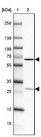 MIS18 Kinetochore Protein A antibody, PA5-54238, Invitrogen Antibodies, Western Blot image 