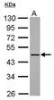 Kelch Domain Containing 4 antibody, PA5-30755, Invitrogen Antibodies, Western Blot image 