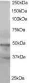 Actin Like 6A antibody, 45-314, ProSci, Enzyme Linked Immunosorbent Assay image 