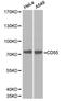 CD55 Molecule (Cromer Blood Group) antibody, LS-C192490, Lifespan Biosciences, Western Blot image 