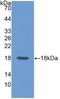 CD99 Molecule (Xg Blood Group) antibody, LS-C314782, Lifespan Biosciences, Western Blot image 