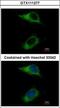 Caspase Recruitment Domain Family Member 6 antibody, GTX111277, GeneTex, Immunofluorescence image 