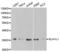 ELAV Like RNA Binding Protein 1 antibody, abx001352, Abbexa, Western Blot image 