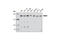 MutS Homolog 6 antibody, 3995T, Cell Signaling Technology, Western Blot image 