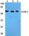 Intercellular Adhesion Molecule 2 antibody, A04901, Boster Biological Technology, Western Blot image 