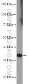 Radial Spoke Head 9 Homolog antibody, 23253-1-AP, Proteintech Group, Western Blot image 