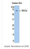 Cadherin 1 antibody, LS-C302572, Lifespan Biosciences, Western Blot image 