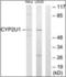 Potassium Two Pore Domain Channel Subfamily K Member 12 antibody, orb313997, Biorbyt, Western Blot image 