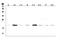 RAP1A, Member Of RAS Oncogene Family antibody, PB9816, Boster Biological Technology, Western Blot image 