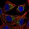 Peptidase, Mitochondrial Processing Beta Subunit antibody, HPA074168, Atlas Antibodies, Immunofluorescence image 