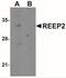 Receptor Accessory Protein 2 antibody, NBP1-77104, Novus Biologicals, Western Blot image 