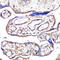 Melanoma Cell Adhesion Molecule antibody, 16-923, ProSci, Immunohistochemistry paraffin image 
