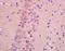 Tetratricopeptide Repeat Domain 33 antibody, orb1476, Biorbyt, Immunohistochemistry paraffin image 