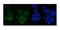 MutS Homolog 6 antibody, A00553-2, Boster Biological Technology, Immunofluorescence image 