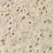 QKI, KH Domain Containing RNA Binding antibody, LS-C346200, Lifespan Biosciences, Immunohistochemistry frozen image 