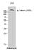 TSC Complex Subunit 2 antibody, STJ90836, St John