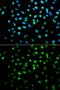 Serine/Threonine Kinase 11 antibody, GTX54702, GeneTex, Immunofluorescence image 