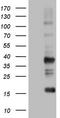 Transforming Acidic Coiled-Coil Containing Protein 2 antibody, TA804241, Origene, Western Blot image 