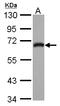 Rho Guanine Nucleotide Exchange Factor 25 antibody, LS-C155646, Lifespan Biosciences, Western Blot image 