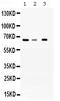 WD Repeat Domain 1 antibody, PB9962, Boster Biological Technology, Western Blot image 