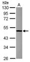 Secretion Regulating Guanine Nucleotide Exchange Factor antibody, NBP2-16147, Novus Biologicals, Western Blot image 