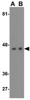 Autophagy Related 4B Cysteine Peptidase antibody, GTX31942, GeneTex, Western Blot image 