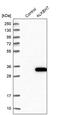 AlkB Homolog 7 antibody, PA5-58842, Invitrogen Antibodies, Western Blot image 