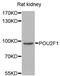 POU Class 2 Homeobox 1 antibody, MBS127204, MyBioSource, Western Blot image 