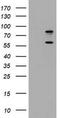 Toll Like Receptor Adaptor Molecule 1 antibody, TA800679S, Origene, Western Blot image 