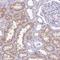 GLI Family Zinc Finger 4 antibody, NBP2-14053, Novus Biologicals, Immunohistochemistry frozen image 