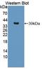 Interleukin 12B antibody, LS-C372423, Lifespan Biosciences, Western Blot image 