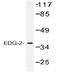 Lysophosphatidic Acid Receptor 1 antibody, AP01253PU-N, Origene, Western Blot image 