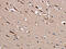 TRAF-Type Zinc Finger Domain Containing 1 antibody, CSB-PA877646, Cusabio, Immunohistochemistry frozen image 