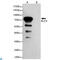 Kruppel Like Factor 4 antibody, LS-C813155, Lifespan Biosciences, Western Blot image 