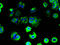 Taste 2 Receptor Member 41 antibody, A63536-100, Epigentek, Immunofluorescence image 