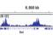 Estrogen Related Receptor Alpha antibody, 13826S, Cell Signaling Technology, Chromatin Immunoprecipitation image 
