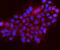 Gephyrin antibody, A04560-1, Boster Biological Technology, Immunofluorescence image 