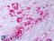 Crystallin Alpha B antibody, LS-C231292, Lifespan Biosciences, Immunohistochemistry frozen image 