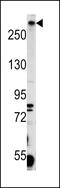 Pericentriolar Material 1 antibody, MBS9205334, MyBioSource, Western Blot image 